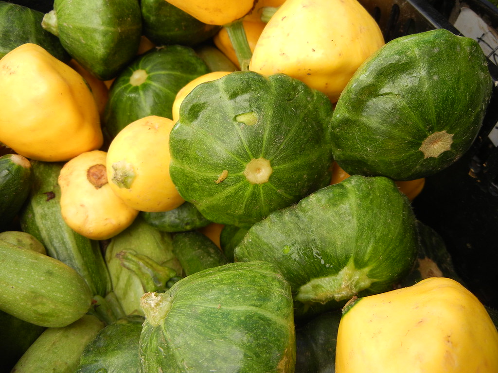 Patty Pan Squash Plant